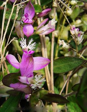 	Polygala Sibirica Extract 